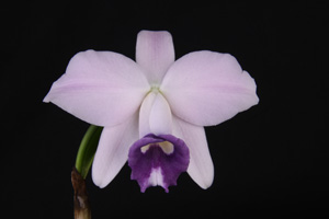 C. pumila fma. coerulea Diamond Orchids AM